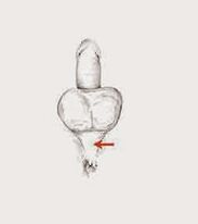 ความแรงของกล้ามเนื้อและความตึงเครียดเพื่อเพิ่มความแรง